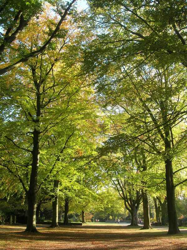  Buchenallee im Herbst...
