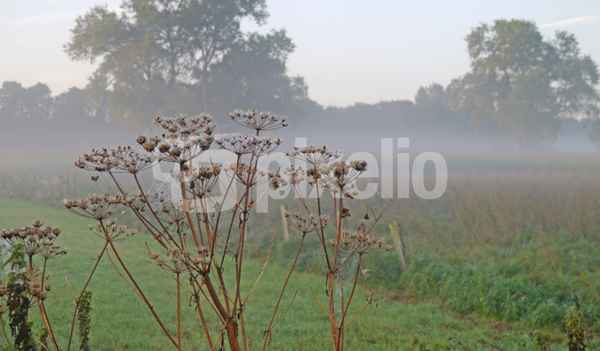 Nebelmorgen
