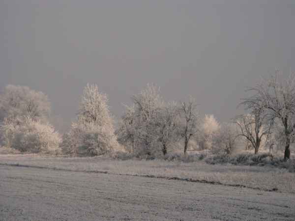 Winter und Raureif 58