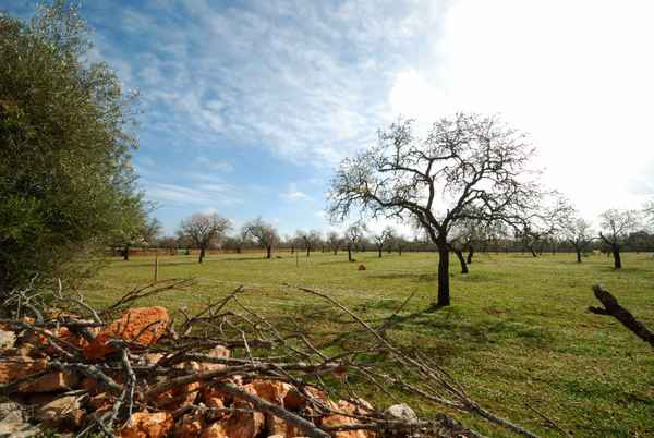 Mandelblüte Mallorca