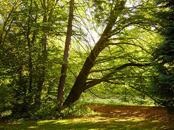 Bäume im Gegenlicht