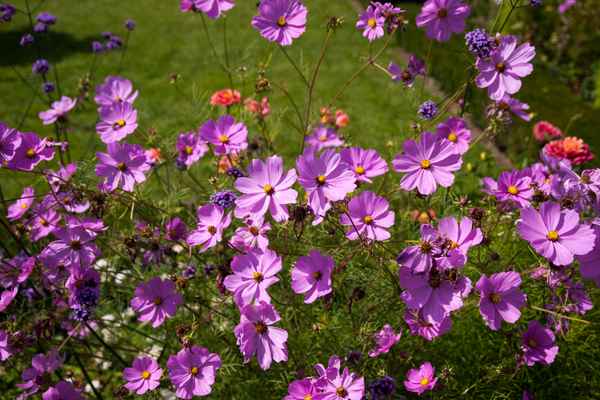 Lila Blumen