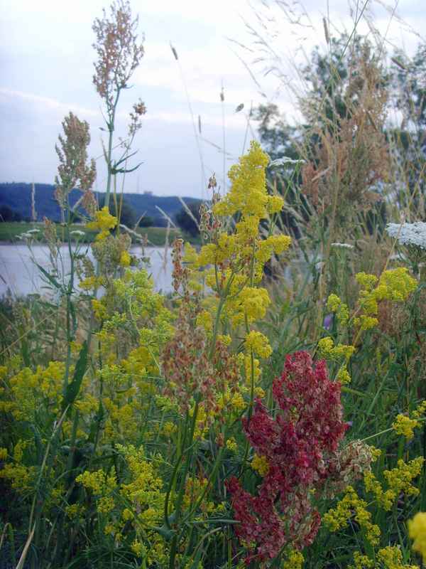 Wunderschönes Elbufer