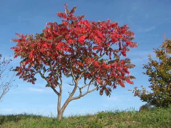 Wundervolle Herbstfarben