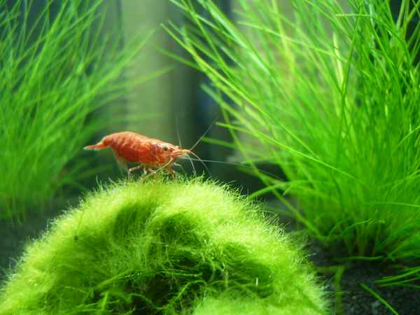 Rote Garnele, Red Cherry