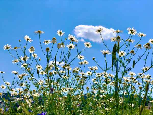Der Sommer blüht auf