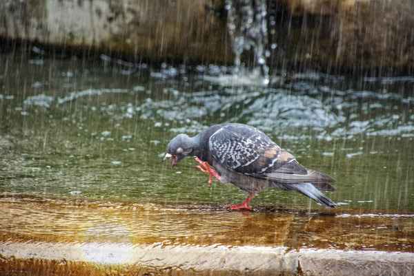 Singin' in the Rain