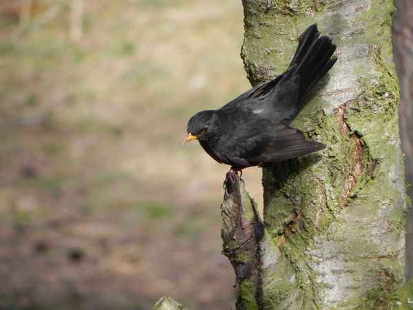 Amsel im Kirschbaum