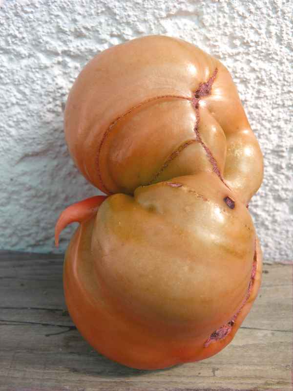 Der mit gutem Grund bisher verschwiegene Tomatenvater!