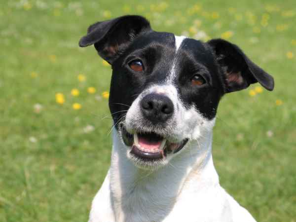 Jack Russell Benni