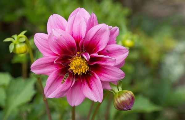 Dahlienblüte fein