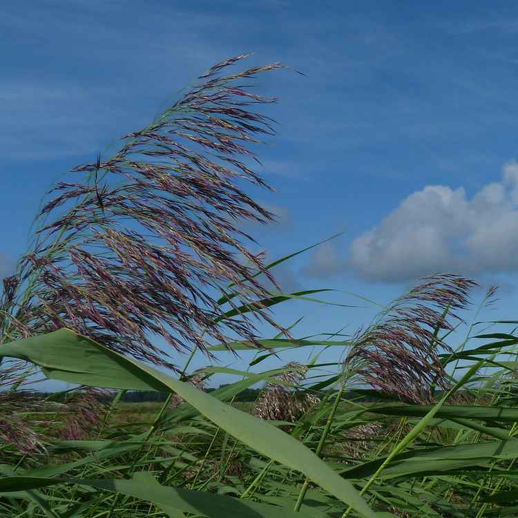 Schilfgras im Wind vor Himmel und Wolke
