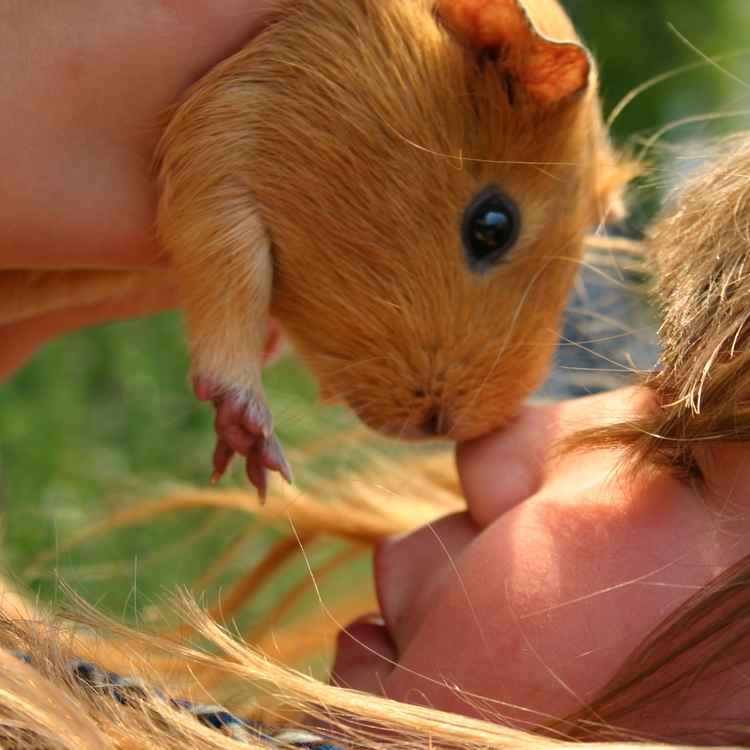 Kind mit Meerschwein