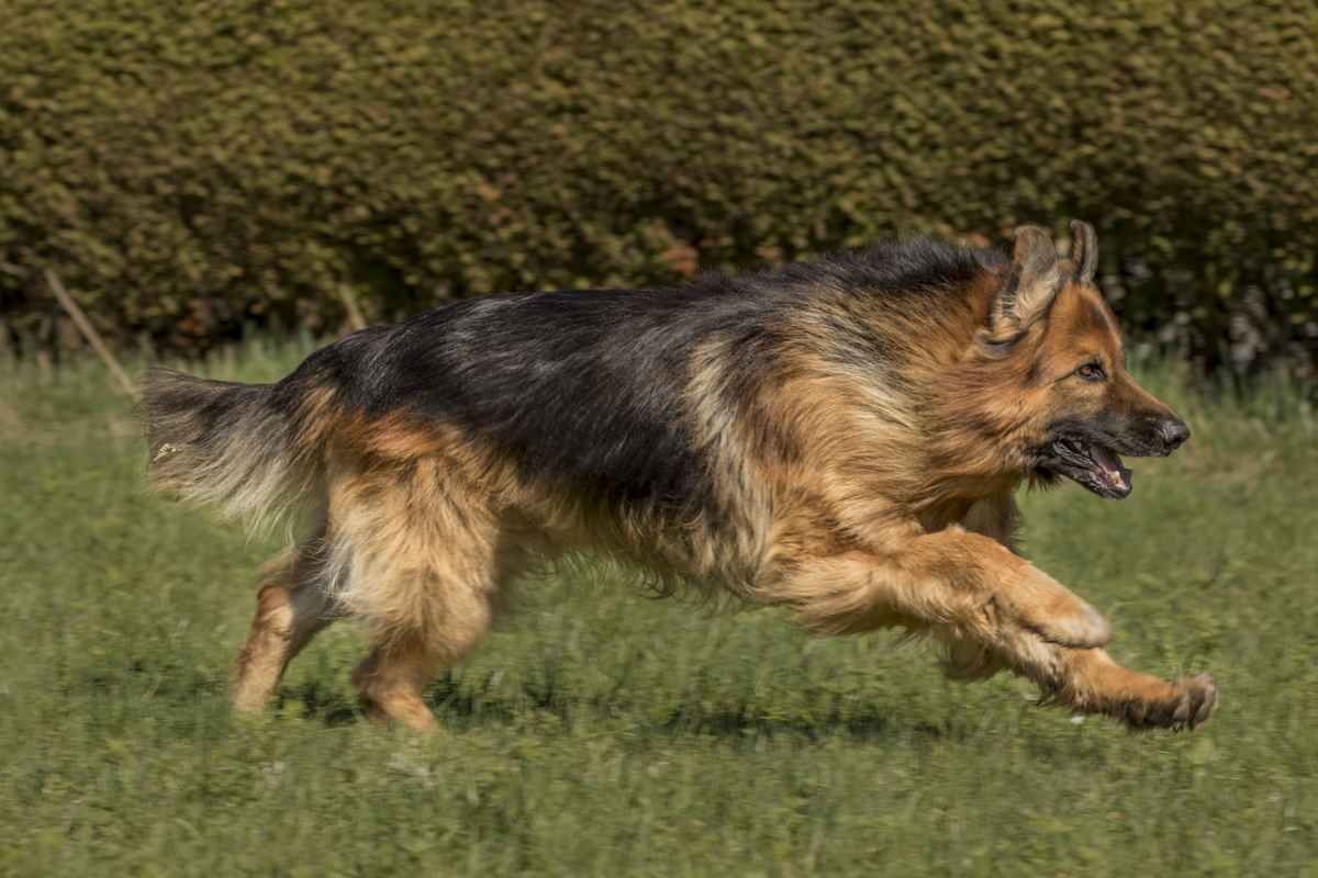 Zeus