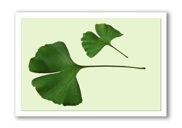 Ginkgo-Blätter