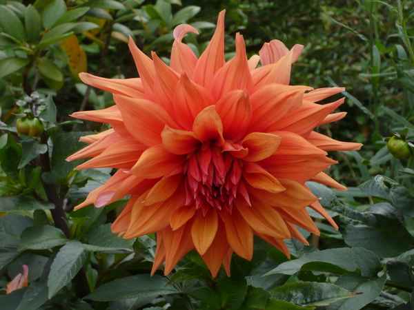 Schöne Blume