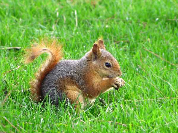 Fotogene Eichhörnchen-Haltung