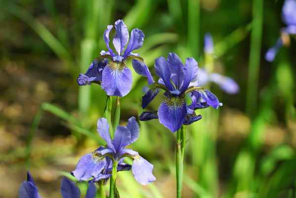Trio in blau