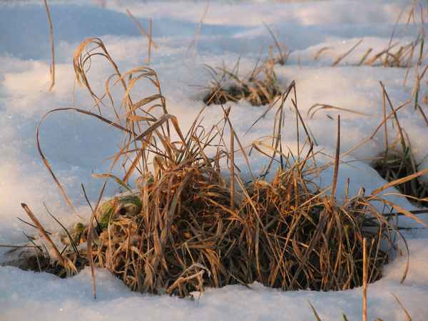 Grasbüschel in der Wintersonne