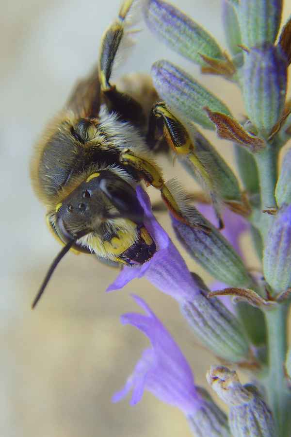 Große Wollbiene - Anthidium manicatum (Männchen)