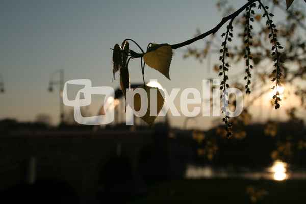 Pappelblatt im Gegenlicht