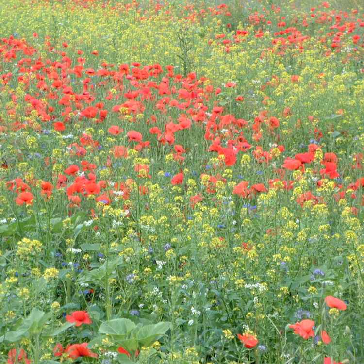 Blumenwiese