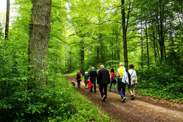Maiwanderung im Laubwald