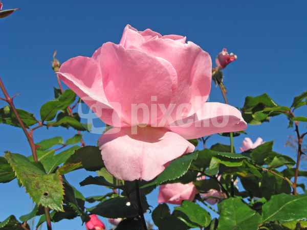 Stolze Rose
