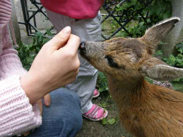 bambi