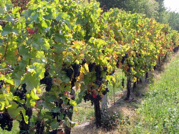 Hier reift ein sehr guter Rotwein