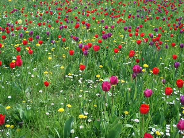 Tulipan im Britzer Garten Berlin 2010