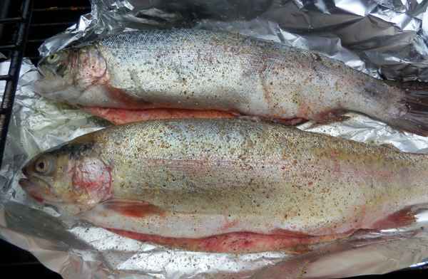 Lachsforelle - noch nicht gegrillt
