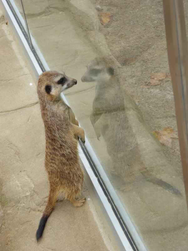 Spiegelbild