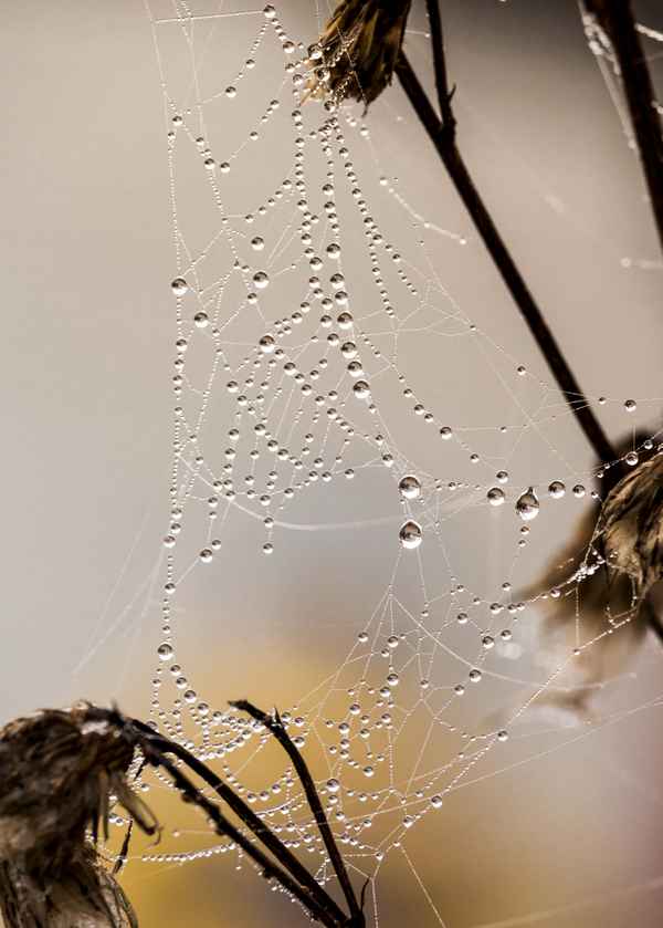 Spinnennetz mit Tautropfen