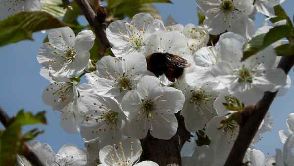 Kirschblüten und Hummel