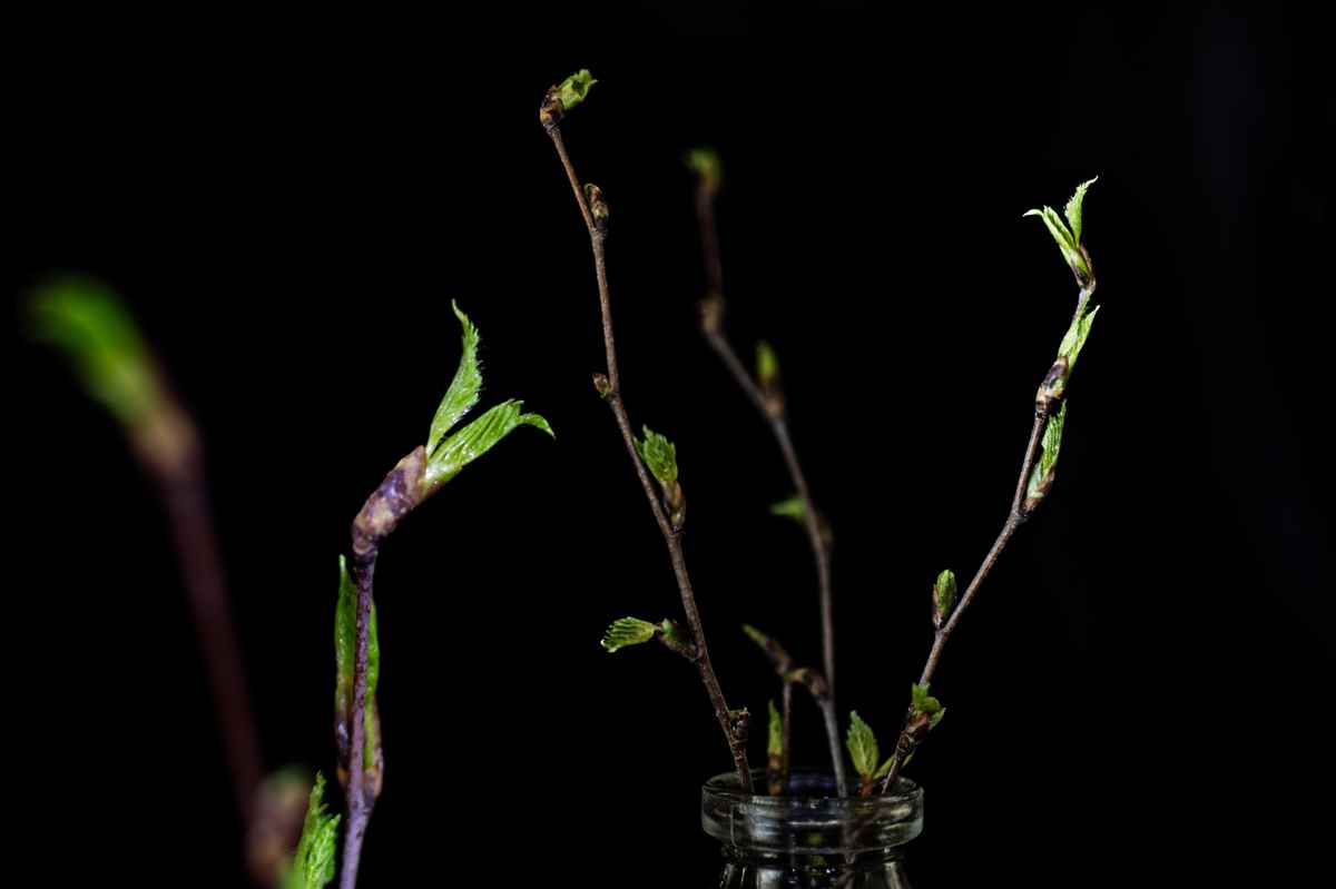 Frühling aus der Vase