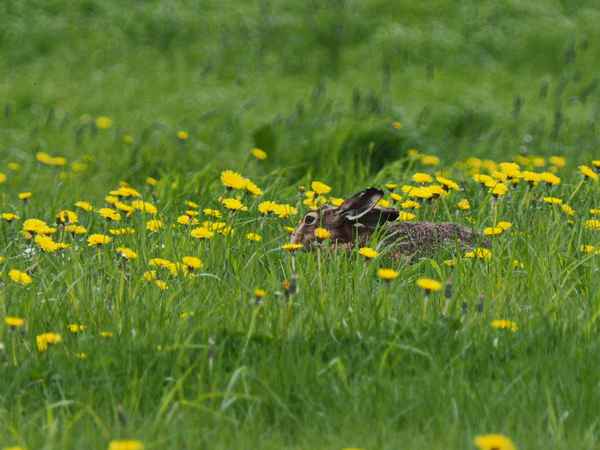 frühling im hasenparadies