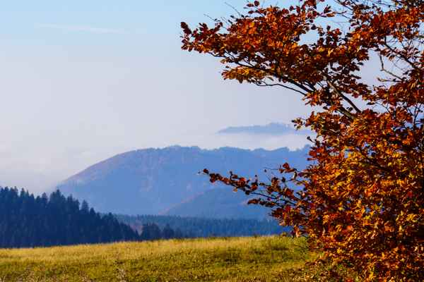 Herbstlicher Schwarzwald