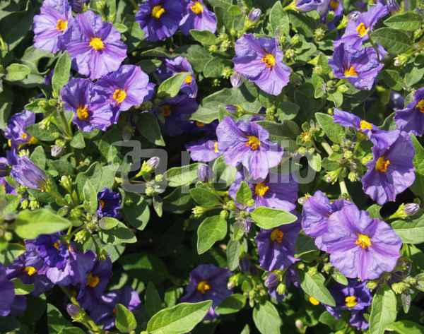 Blaue Kartoffelblüte
