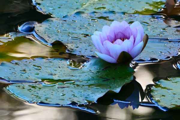Seerose in Gold getaucht...