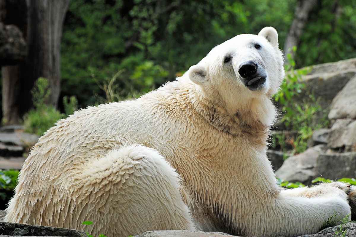 Ich möchte (k)ein Eisbär sein!