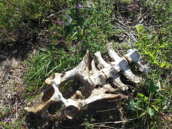 Leben und Vergänglichkeit