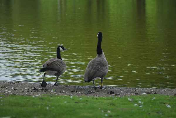  Gänse