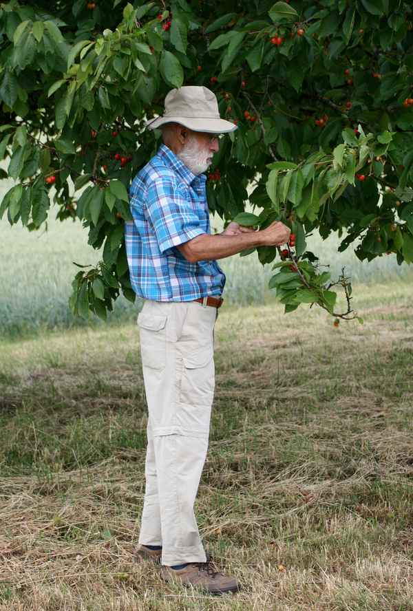 opa unterm kirschbaum