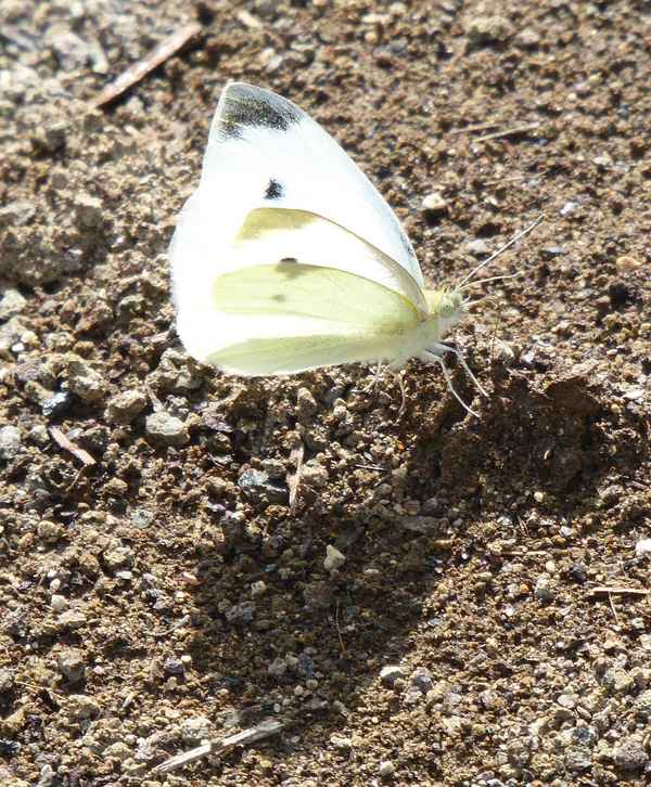 Schmetterling im Gegenlicht