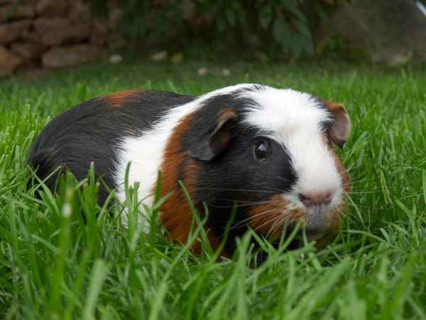 Urius vom Eisberg (Gismo) beim Spaziergang
