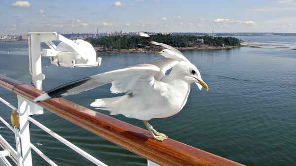 Gefiederte Begrüssung