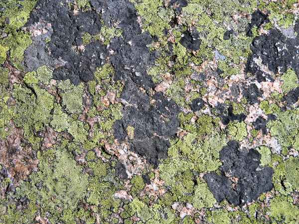 Textur Stein und Moos