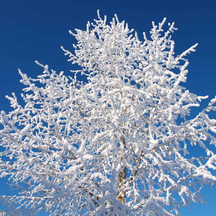 Verschneiter Baum vor blauem Himmel