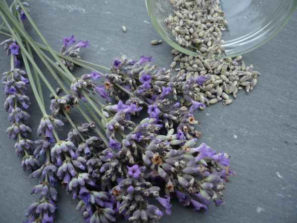 Lavendel